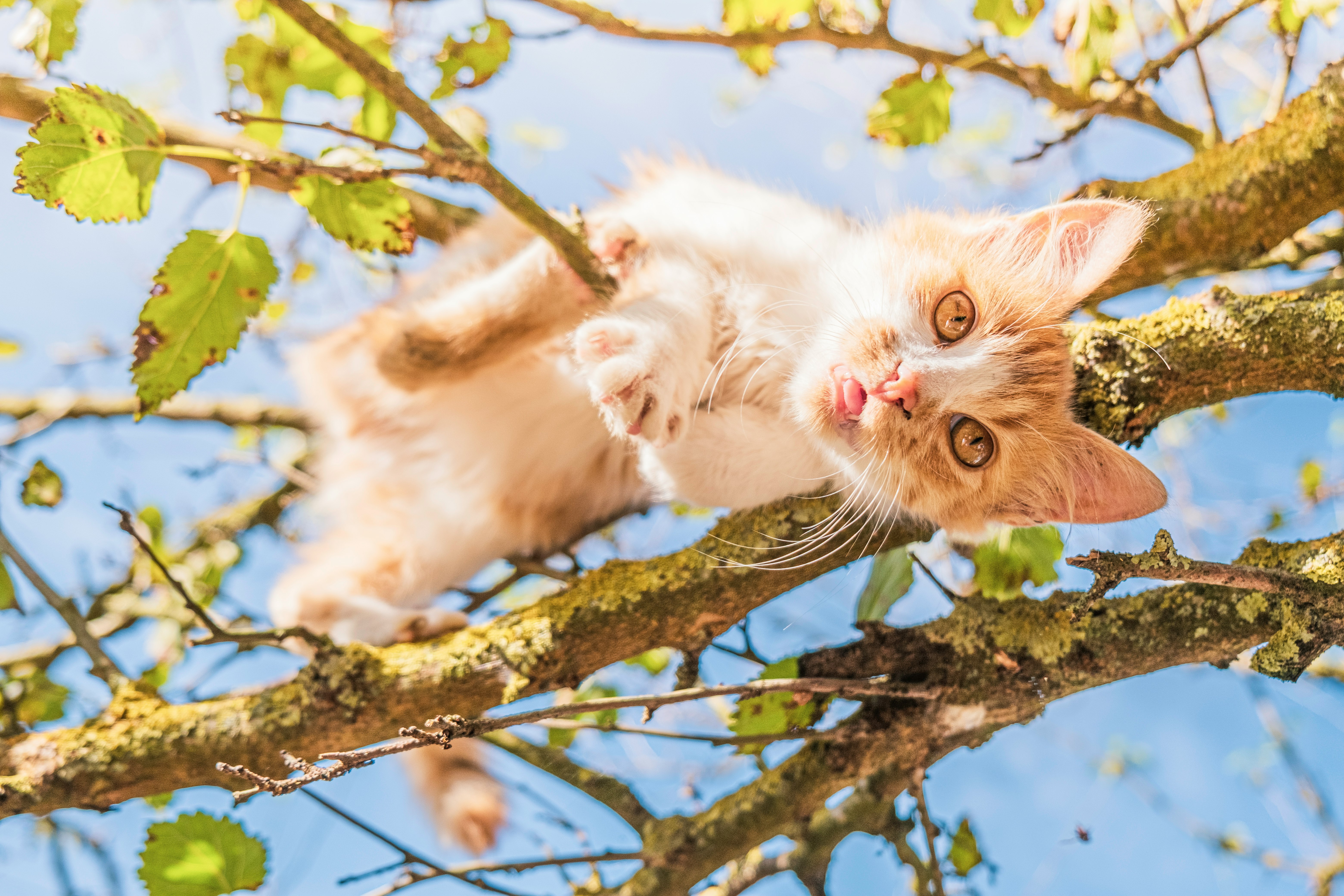 white and brown cat on tree branch